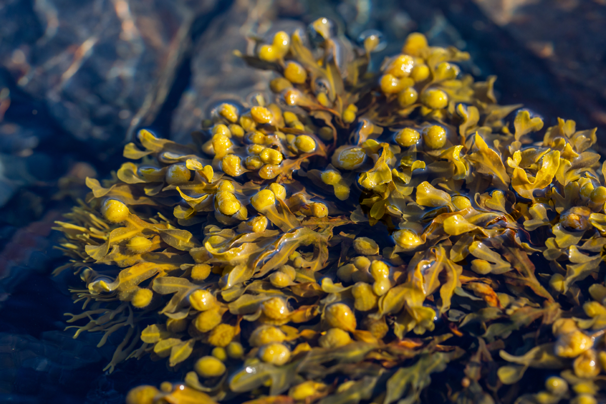 Seaweed at the shore